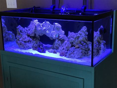 40 breeder tank size|40 gallon breeder reef tank.